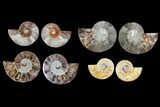 Lot: - / Cut Ammonite Pairs (Grade B/C) - Pairs #81276-2